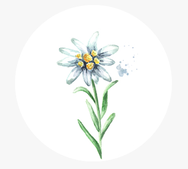 에델바이스캘러스배양추출물