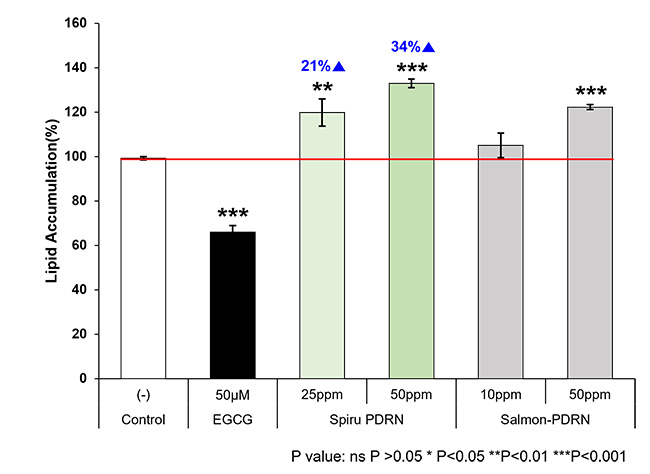 Spiru PDRN의 탄력 증진 효과