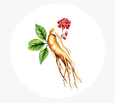 인삼캘러스배양추출물