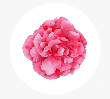 다마스크장미캘러스배양추출물
