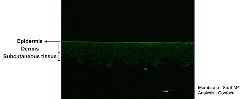 HyExoLac-PDRN의 피부 투과도