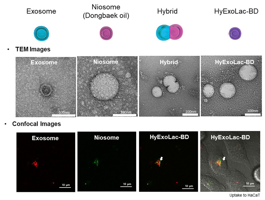 HyExoLac-BD의 Hybrid 이미지