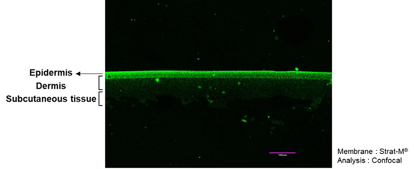 HyExoLac-BD의 피부 투과도