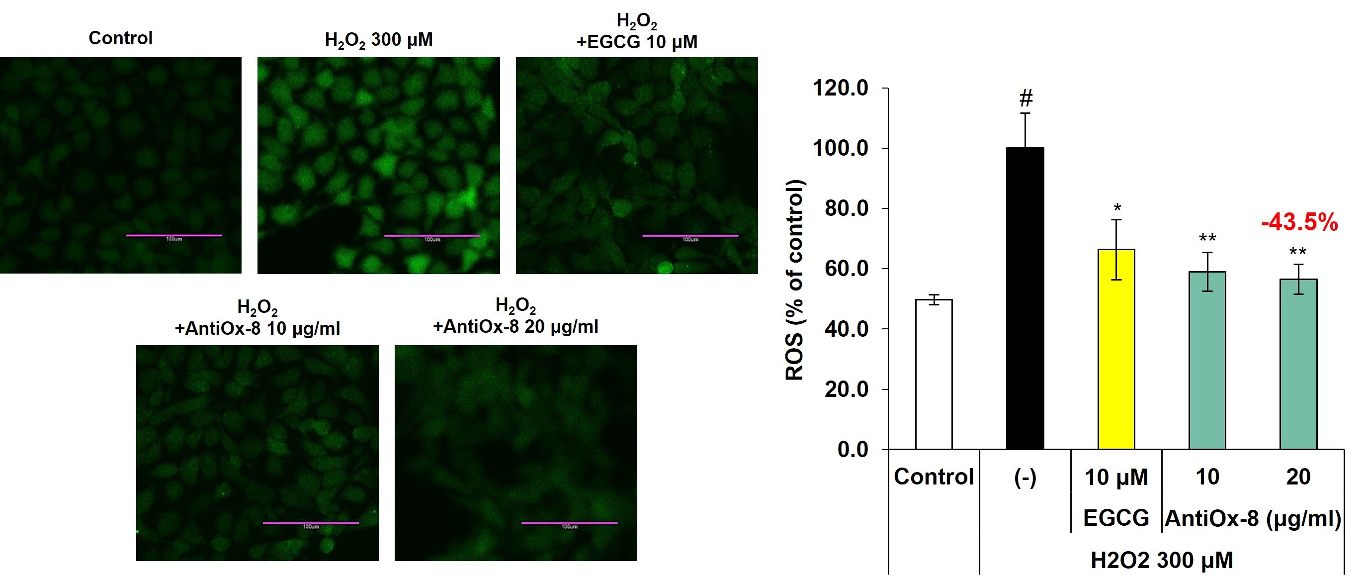 AntiOx-8의 항산화 효과