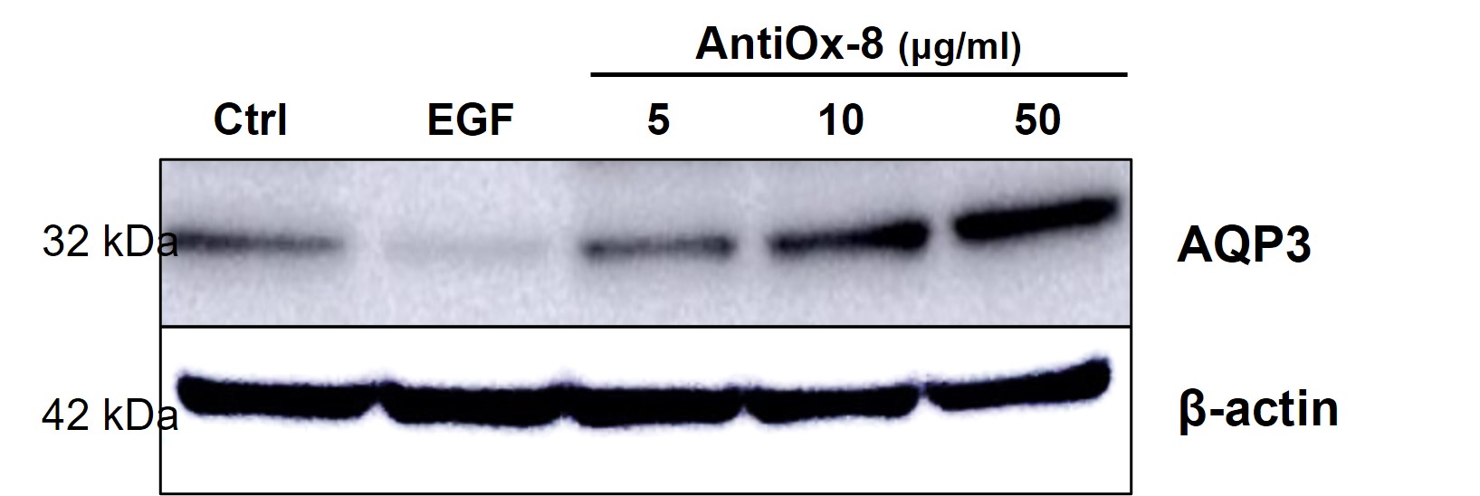 AntiOx-8의 보습 효과
