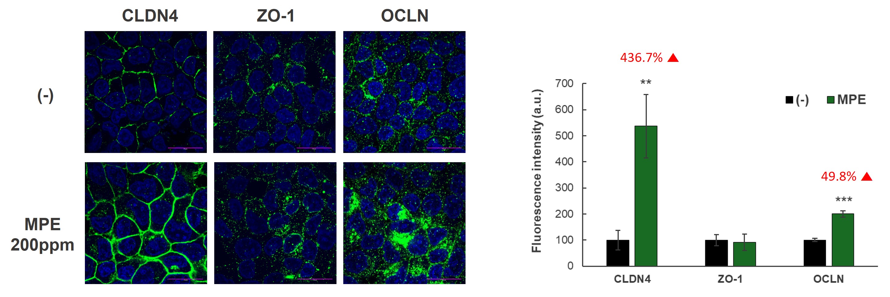Tight Junction 세포 간 접합부 국소화 촉진