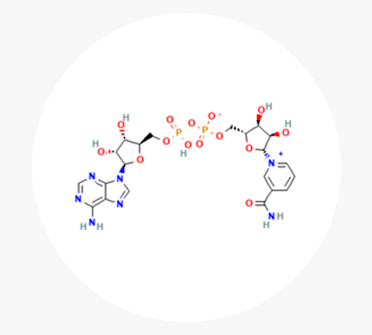 Nicotinamide Adenine Dinucleotide