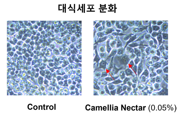 [Camellia Nectar Forte의 면역강화 효과]