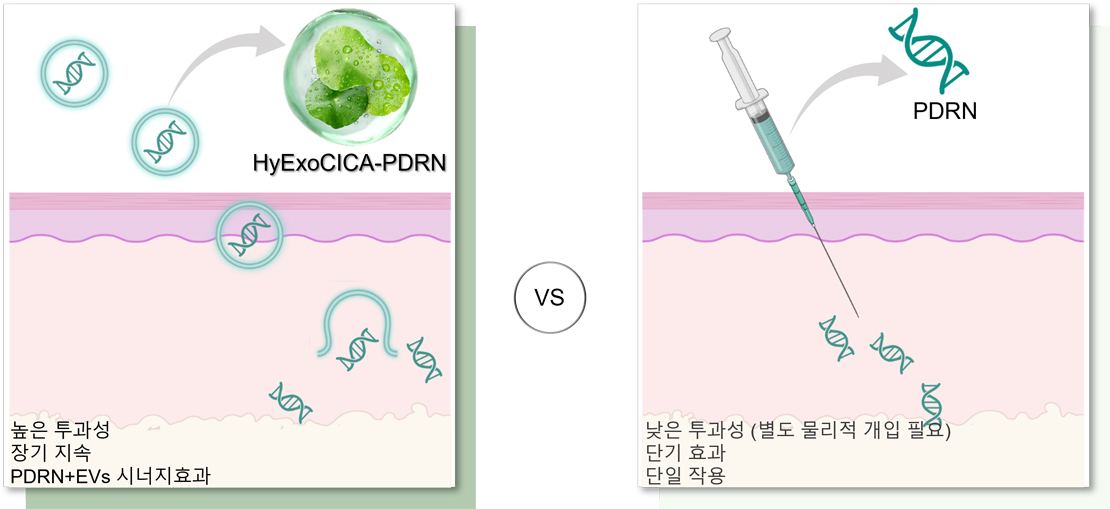 Mechanism of Action