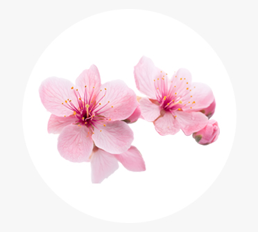 복사나무꽃수