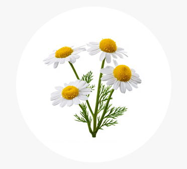 마트리카리아꽃수