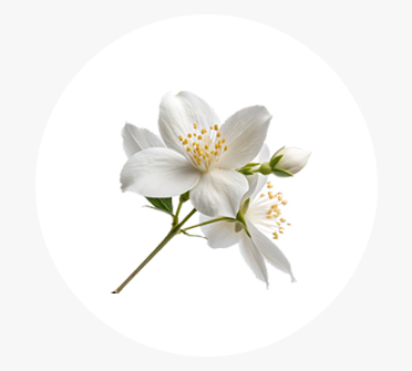 커먼자스민꽃수